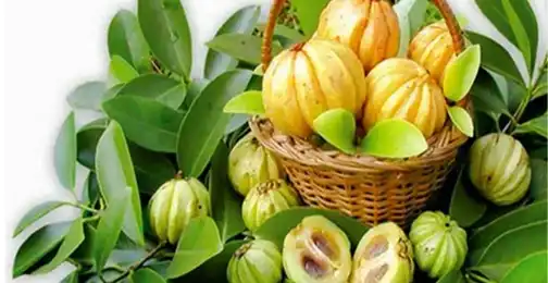 Does Garcinia Cambogia Extract Powder Really Work?